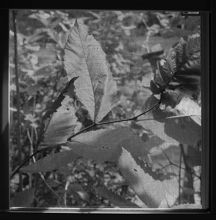 Black and White Photo of Plants Through Window Screen.